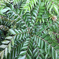 Curry Tree (Murraya koenigii) - Large