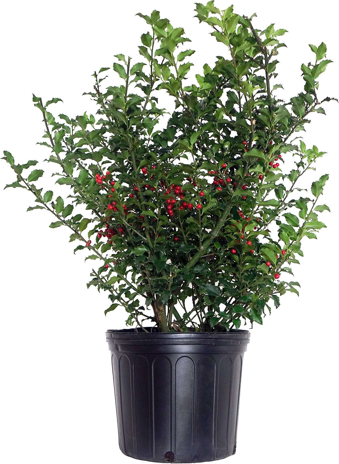 Blue Prince Holly (Ilex meserveae)