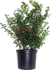 Blue Prince Holly (Ilex meserveae)