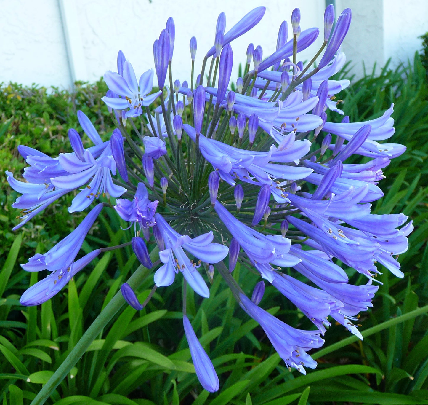 Agapanthus spp. Assorted