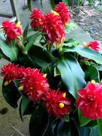 Spiral Ginger x productus (Costus barbatus)