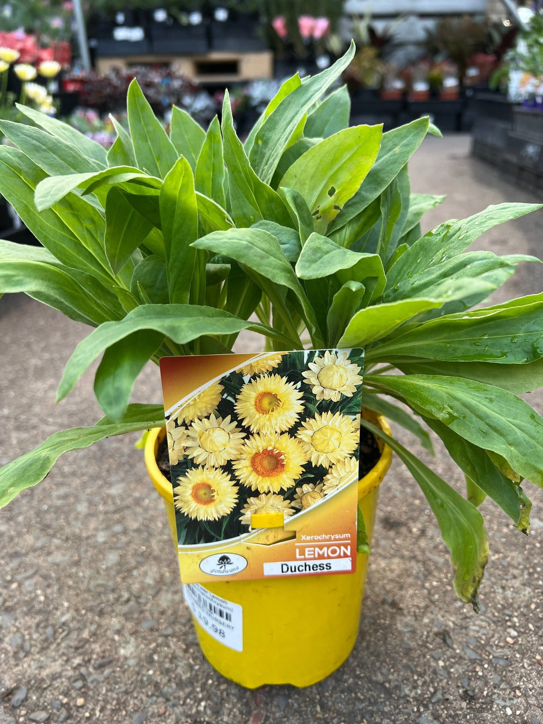 Strawflower ‘Lemon Duchess’ (Xerochrysum) - Ladybird Nursery