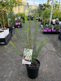 Rice Flower 'White' (Ozothamnus diosmifolius) - Ladybird Nursery