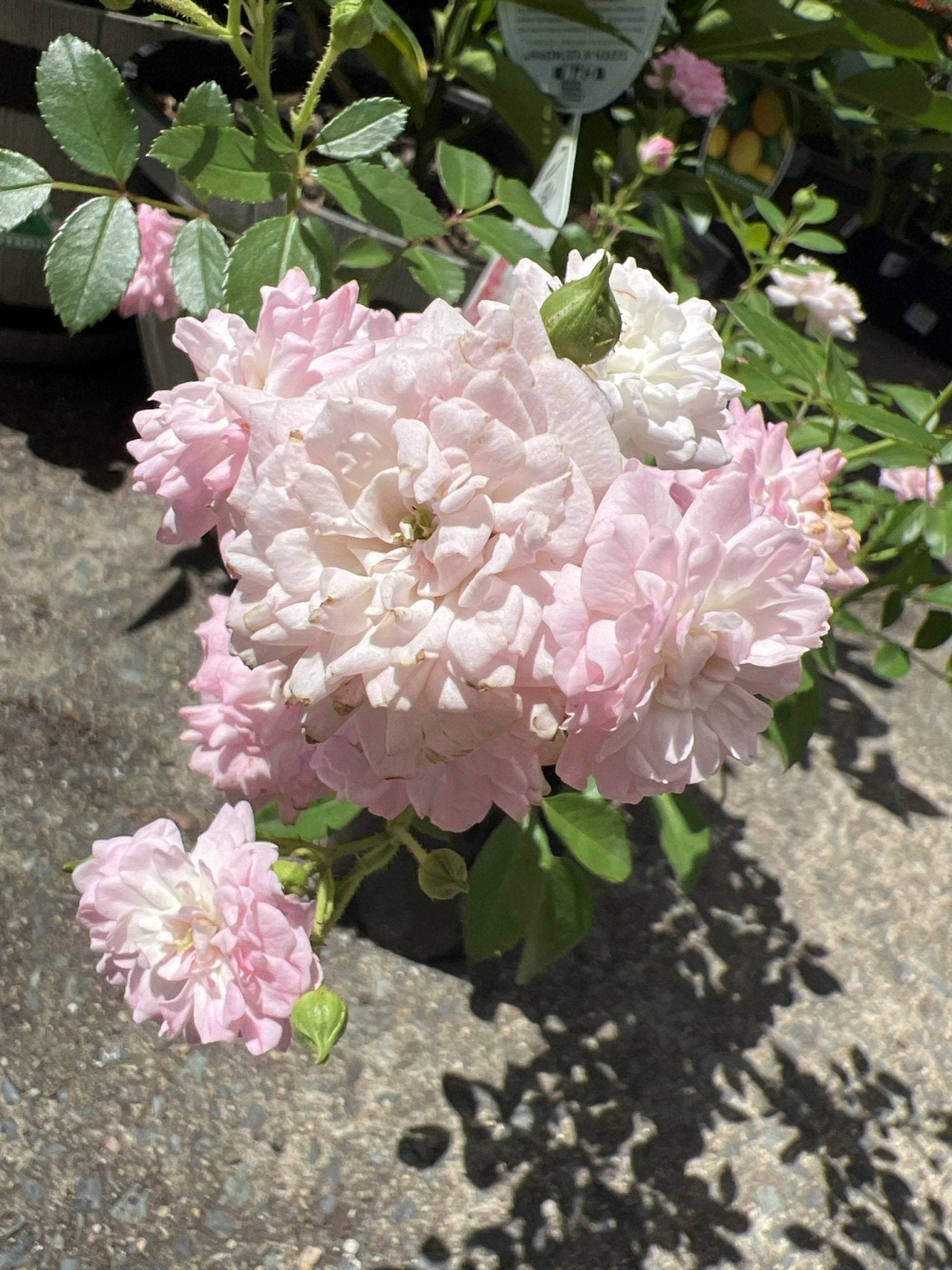 Rose 'The Fairy Minature' - Ladybird Nursery