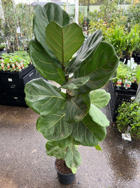 Fiddle Leaf Fig - Large - Ladybird Nursery