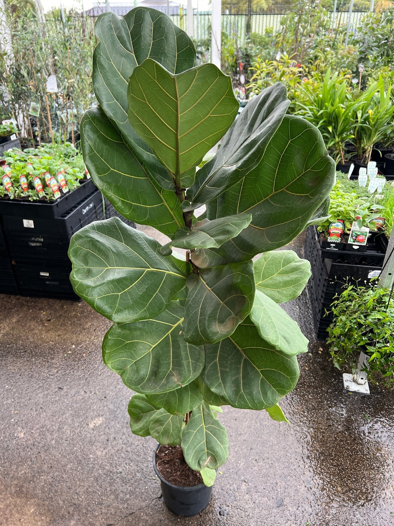 Fiddle Leaf Fig - Large - Ladybird Nursery