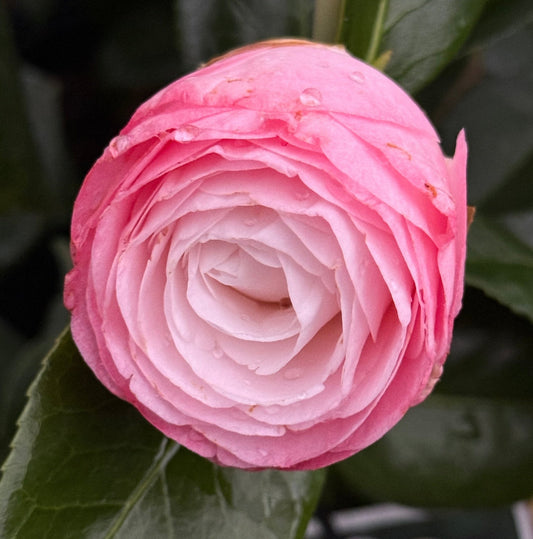 Camellia 'Desire' (Camellia japonica) - Ladybird Nursery