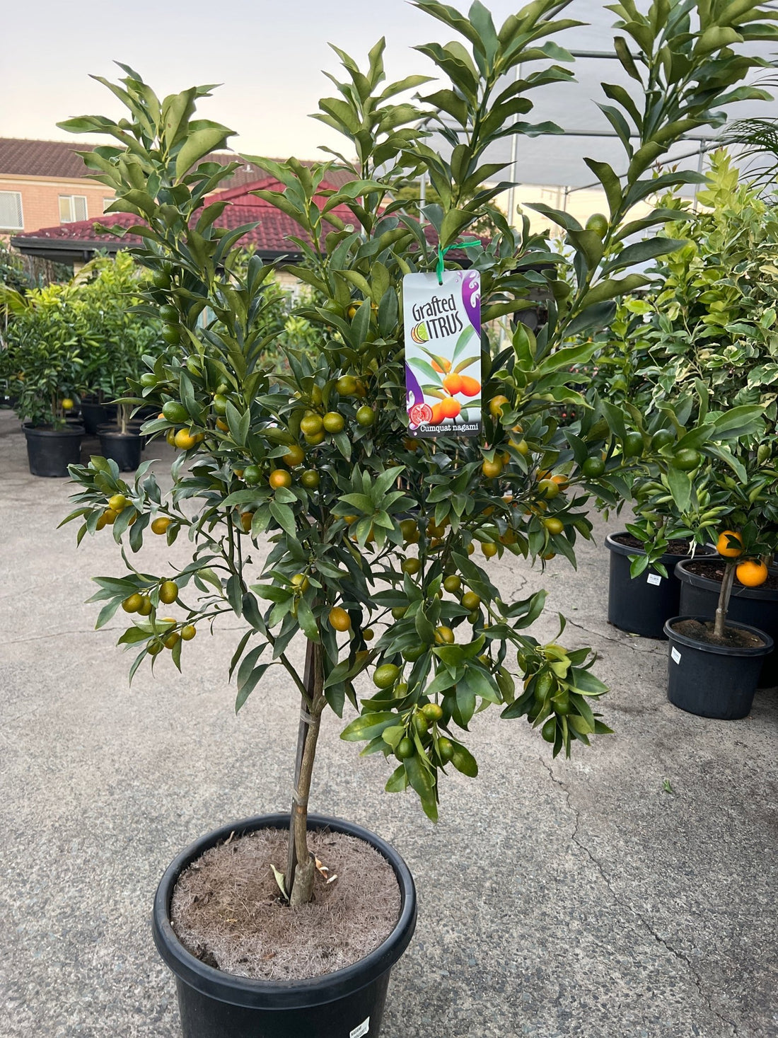 Kumquat 'Nagami' - Advanced (PICKUP ONLY) - Ladybird Nursery