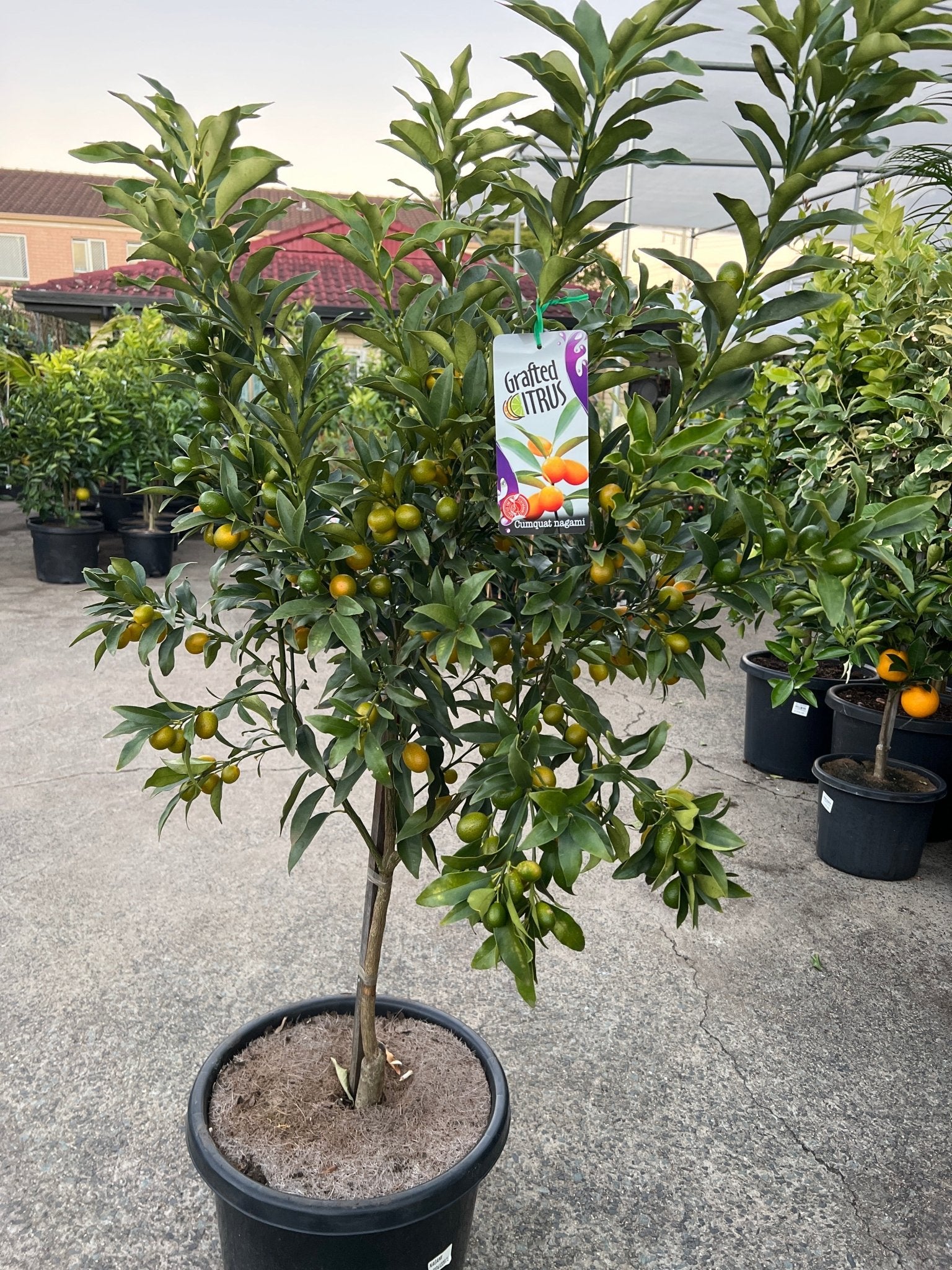 Kumquat 'Nagami' - Advanced (PICKUP ONLY) - Ladybird Nursery