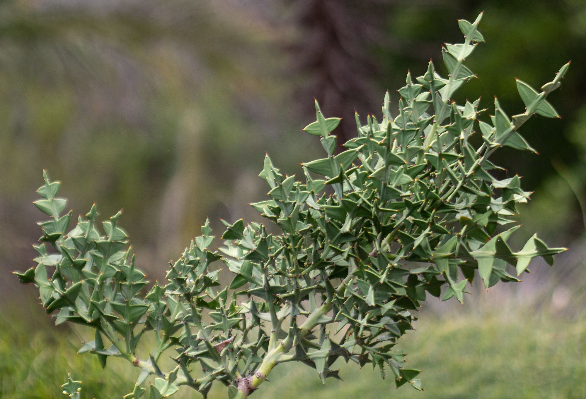 Anchor Plant (Colletia cruciata) - Ladybird Nursery