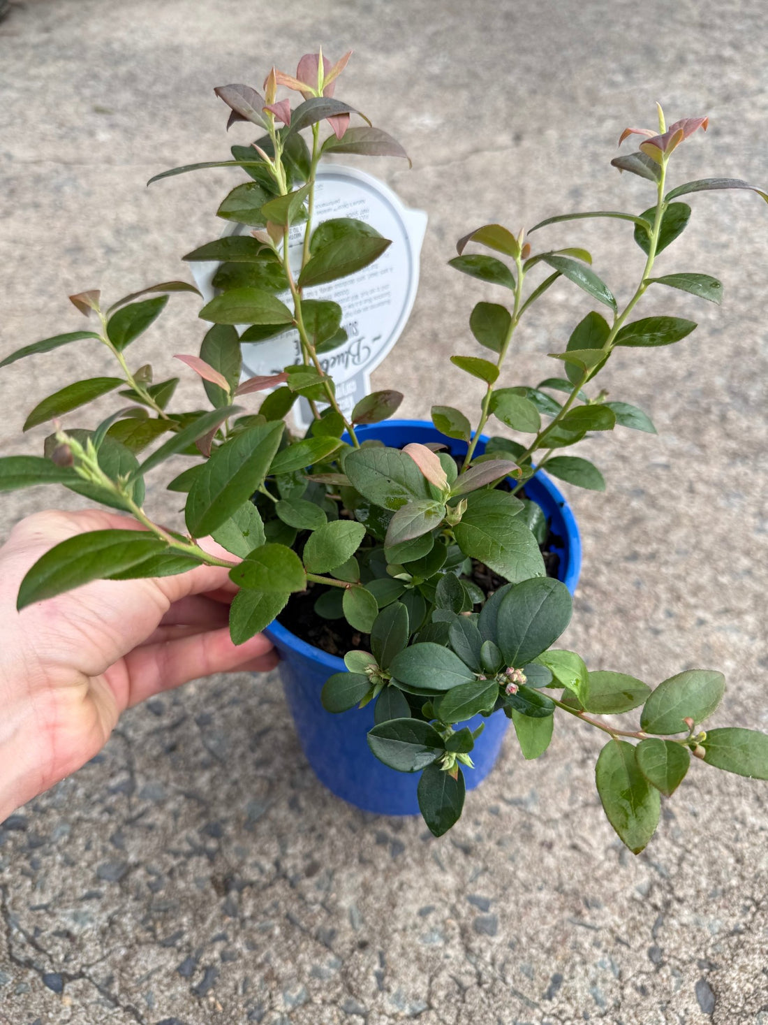 Blueberry 'Sunshine Blue' - Ladybird Nursery