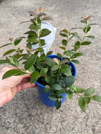 Blueberry 'Sunshine Blue' - Ladybird Nursery
