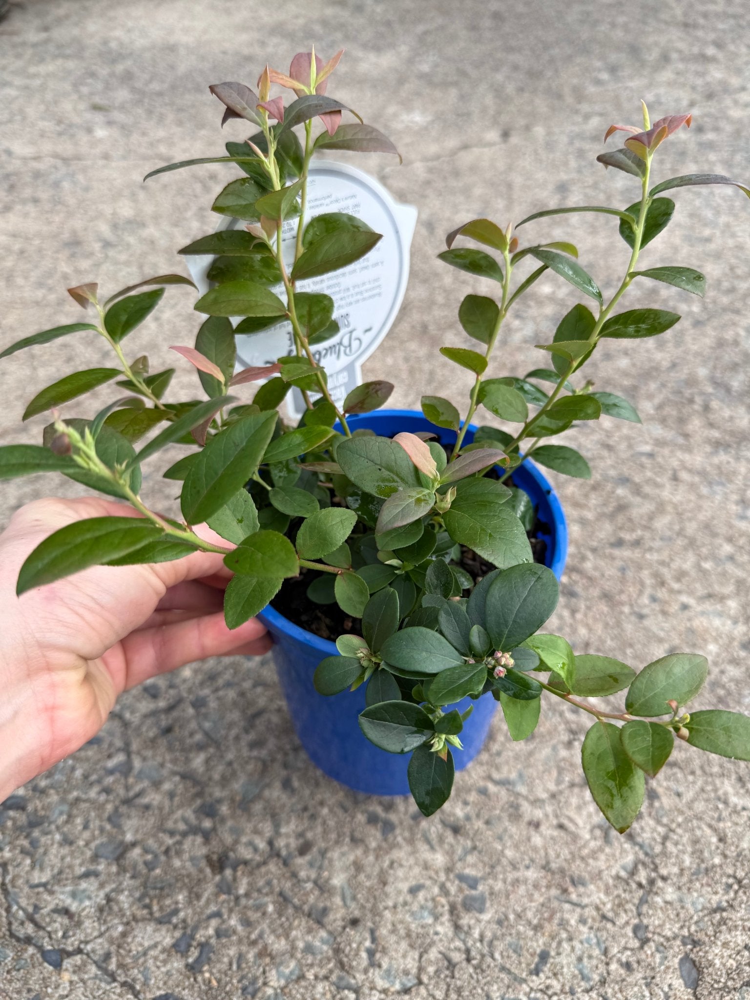 Blueberry 'Sunshine Blue' - Ladybird Nursery