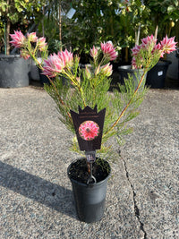 Serruria 'Pretty in Pink' - Ladybird Nursery
