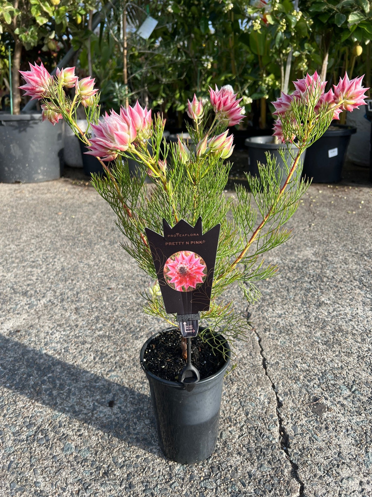 Serruria 'Pretty in Pink' - Ladybird Nursery