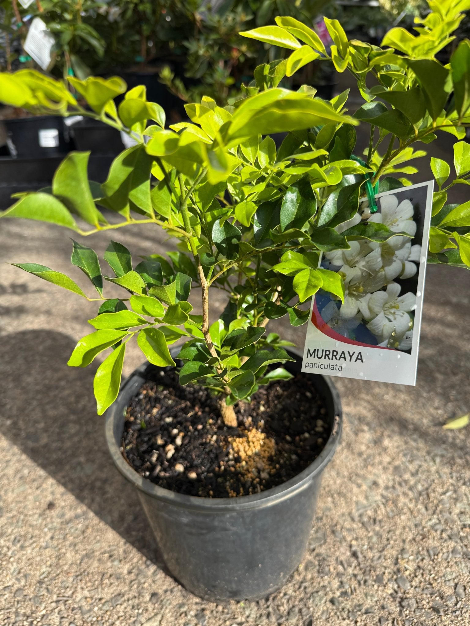 Mock Orange (Murraya paniculata) - Large - Ladybird Nursery