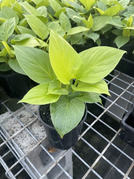 Homalomena 'Sunshine Gem' - Ladybird Nursery