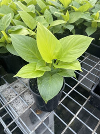 Homalomena 'Sunshine Gem' - Ladybird Nursery