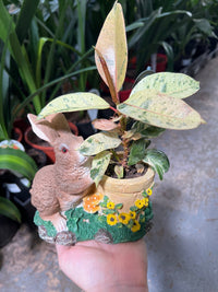 Bunny Planters with indoor plant - Ladybird Nursery