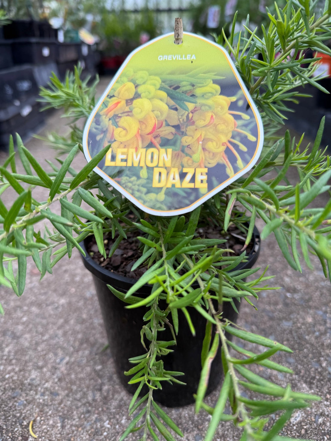 Grevillea Lemon Daze - Ladybird Nursery