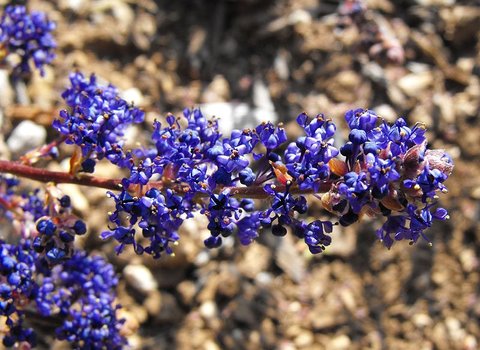 California Lilac Blue Sapphire (Ceanothus papillosus)