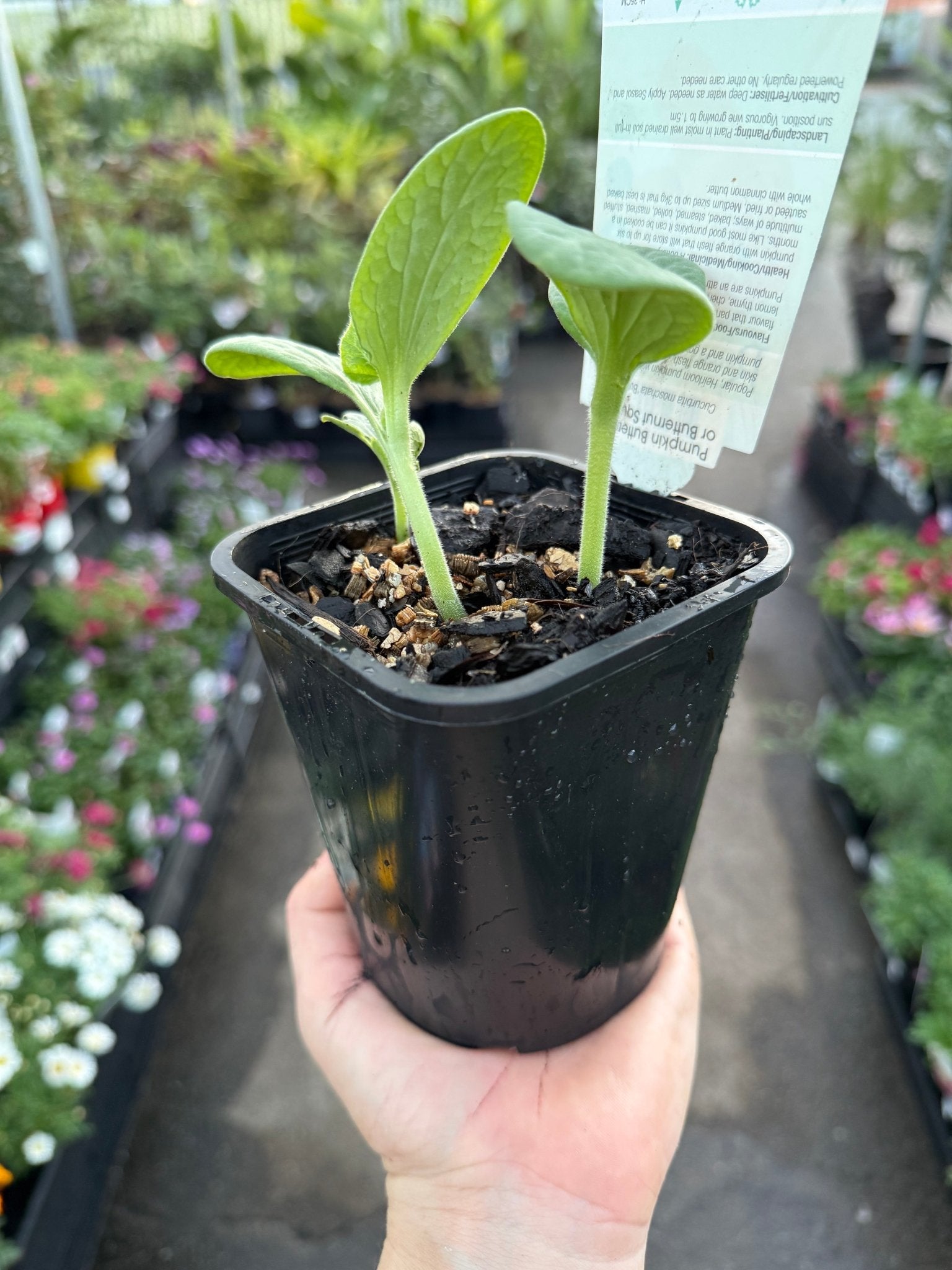 Pumpkin 'Butternut' (Pickup Only) - Ladybird Nursery