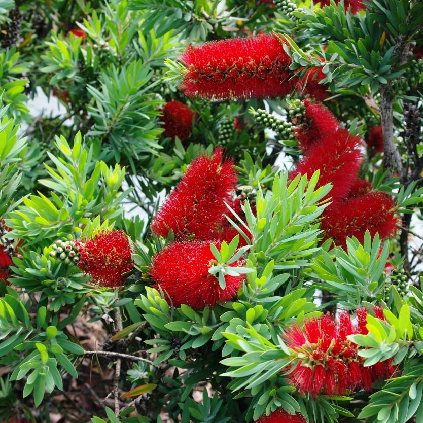 Bottlebrush (Callistemon Firebrand)