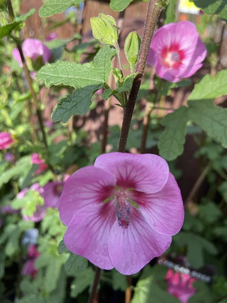African Rose Dayo (Anisodontea African) - Ladybird Nursery