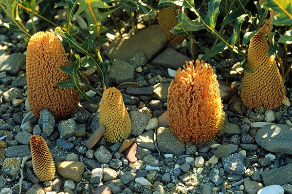 Creeping Banksia (Banksia repens) - Ladybird Nursery