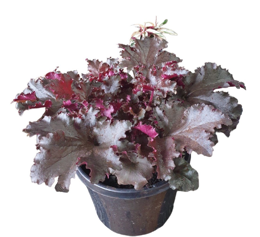 Heuchera Black Taffeta - Ladybird Nursery