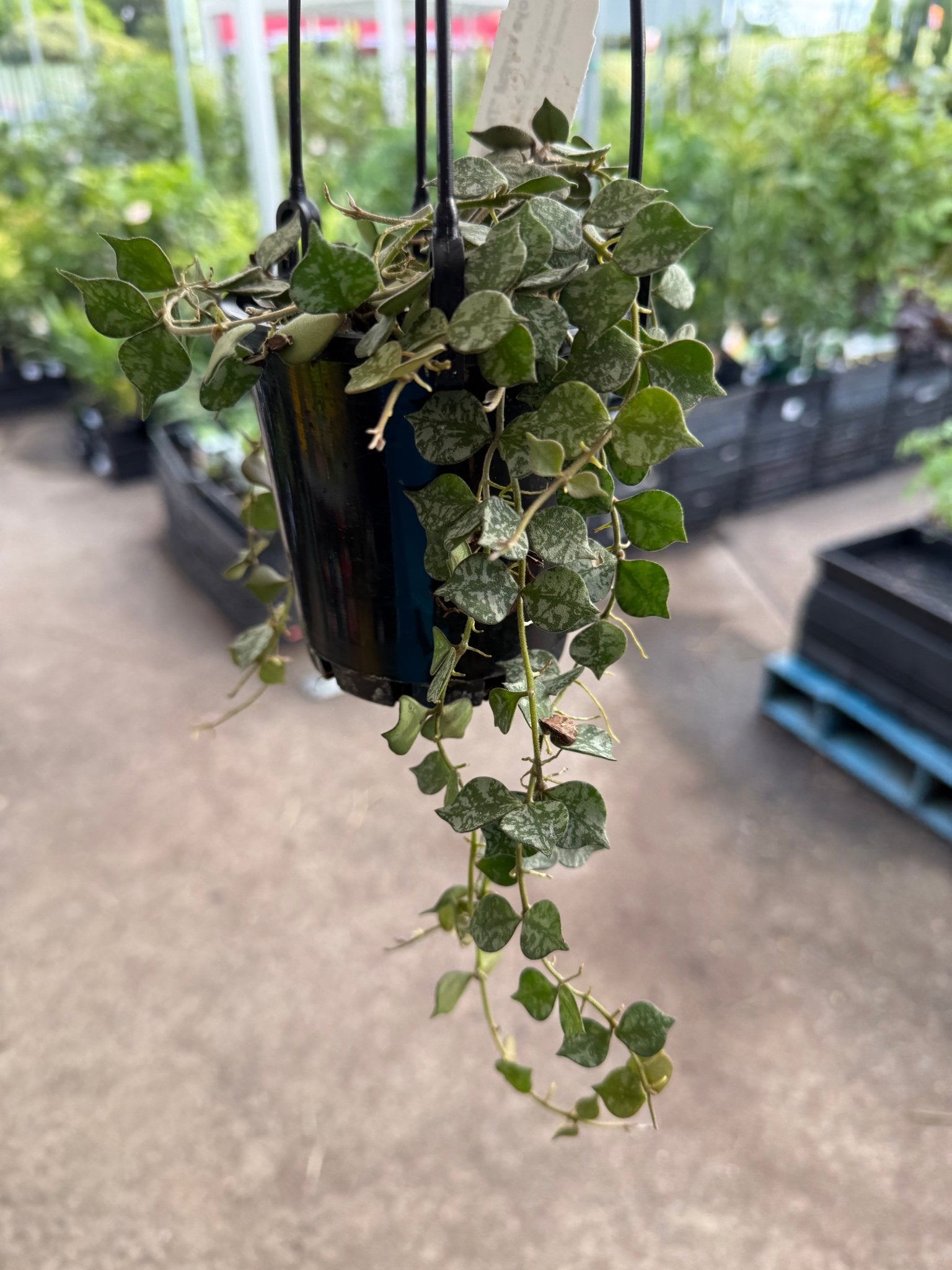 Hoya curtisii 'Thailand' - Ladybird Nursery