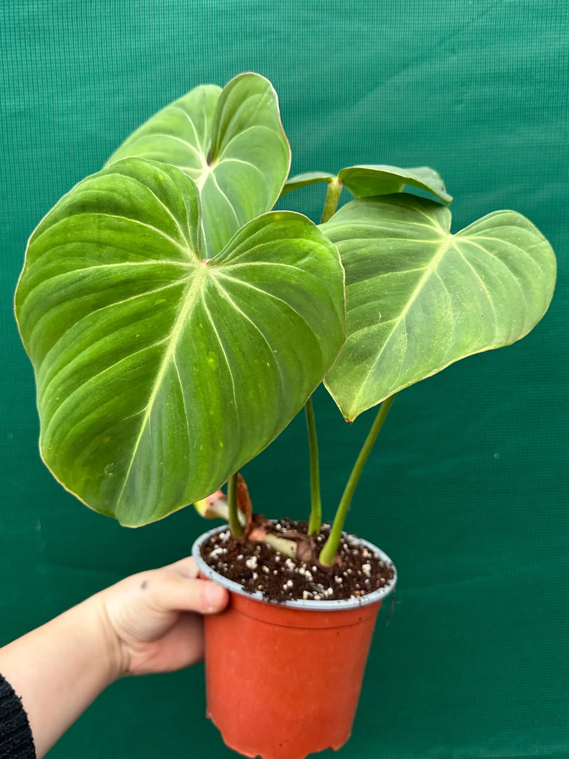 Philodendron (Philodendron gloriosum) - Ladybird Nursery