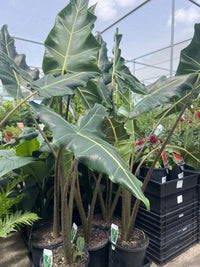 Elephant Ear (Alocasia sarian) - Ladybird Nursery