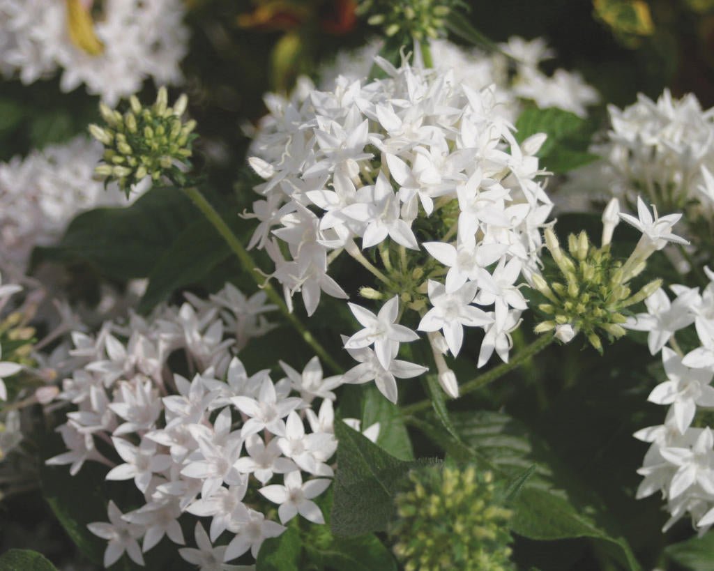 Pentas Starcluster White - Ladybird Nursery