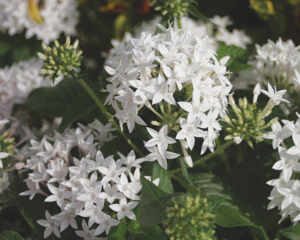 Pentas Starcluster White