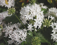 Pentas Starcluster White - Ladybird Nursery