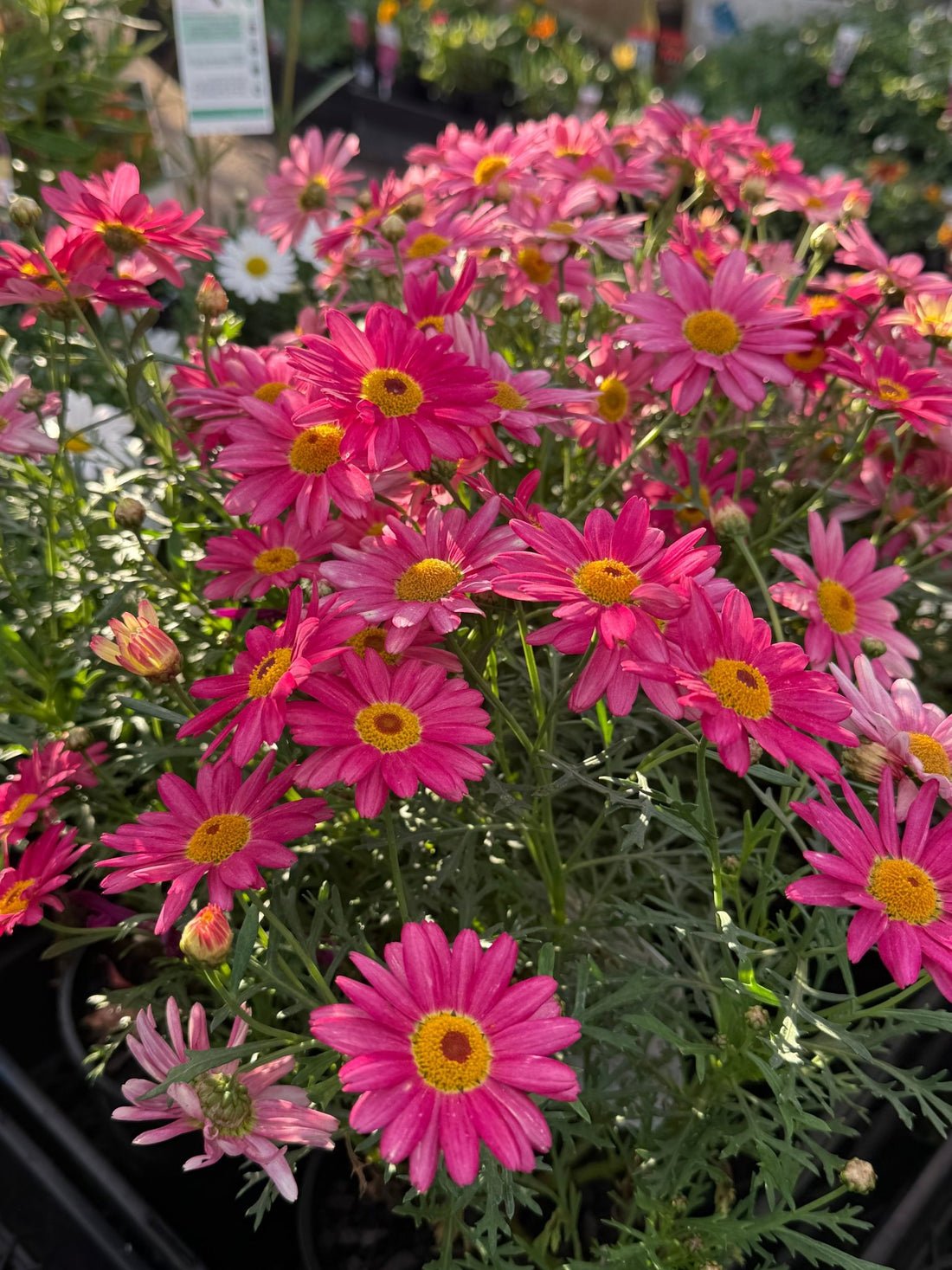 Daisy 'Super Chameleon' (Argyranthemum) - Ladybird Nursery