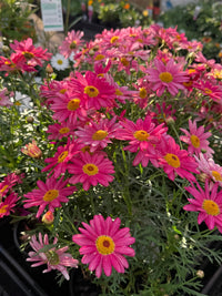 Daisy 'Super Chameleon' (Argyranthemum) - Ladybird Nursery