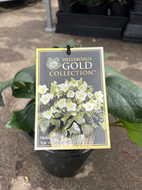 Helleborus Ice N Roses 'White' - Ladybird Nursery