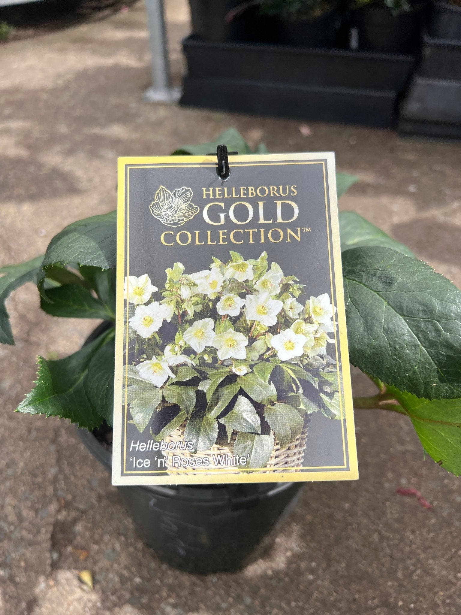Helleborus Ice N Roses 'White' - Ladybird Nursery