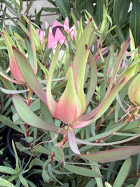 Leucadendron 'Harlequin' - Ladybird Nursery