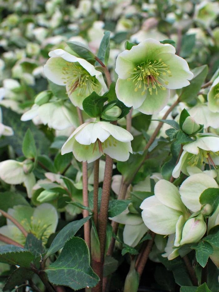 Hellebore Mollys White (Helleborus ) - Ladybird Nursery
