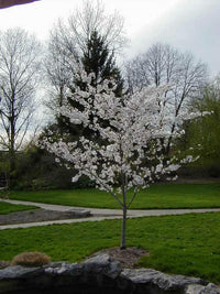 Yoshino Flowering Cherry yedoensis (Prunus x)
