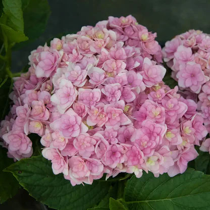 Hydrangea Tea Time™ Pink Sensation Medium Pink