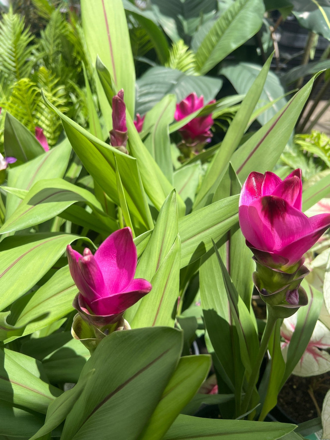 Siam Splash (Curcuma) - Ladybird Nursery