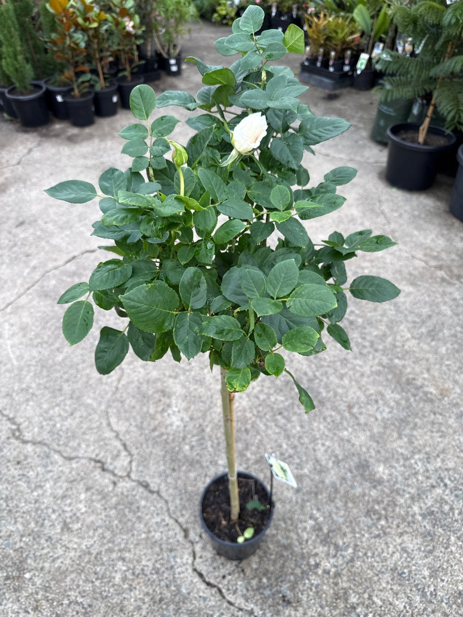 Rose 'Pascali' - 3ft Standard (PICKUP ONLY) - Ladybird Nursery
