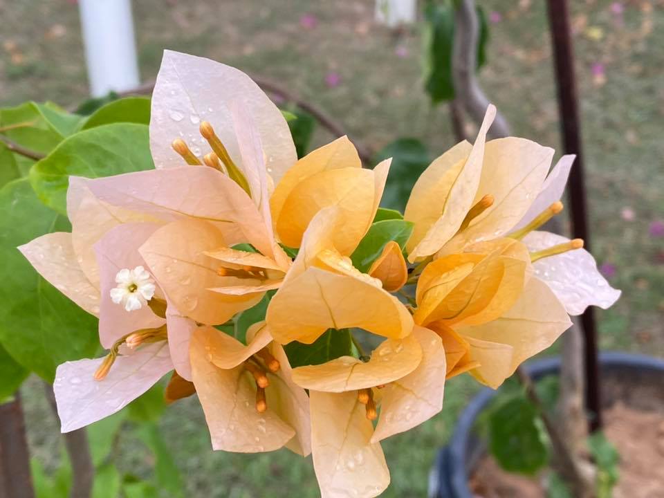 Bougainvillea Golden Tango (Bougainvillea glabra) - Ladybird Nursery