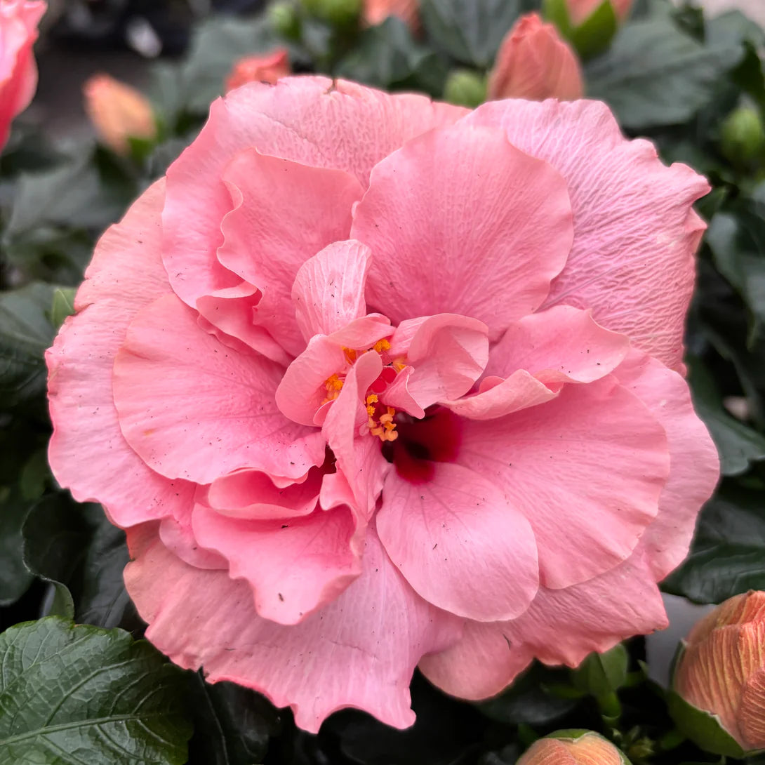 Chinese Hibiscus Adonicus Double Pink (Hibiscus rosa-sinensis)