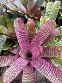 Bromeliad Vriesea (Assorted) - Large - Ladybird Nursery