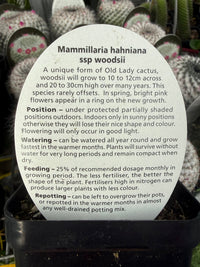 Old Lady Cactus (Mammillaria hahniana ssp. woodsii) - Ladybird Nursery